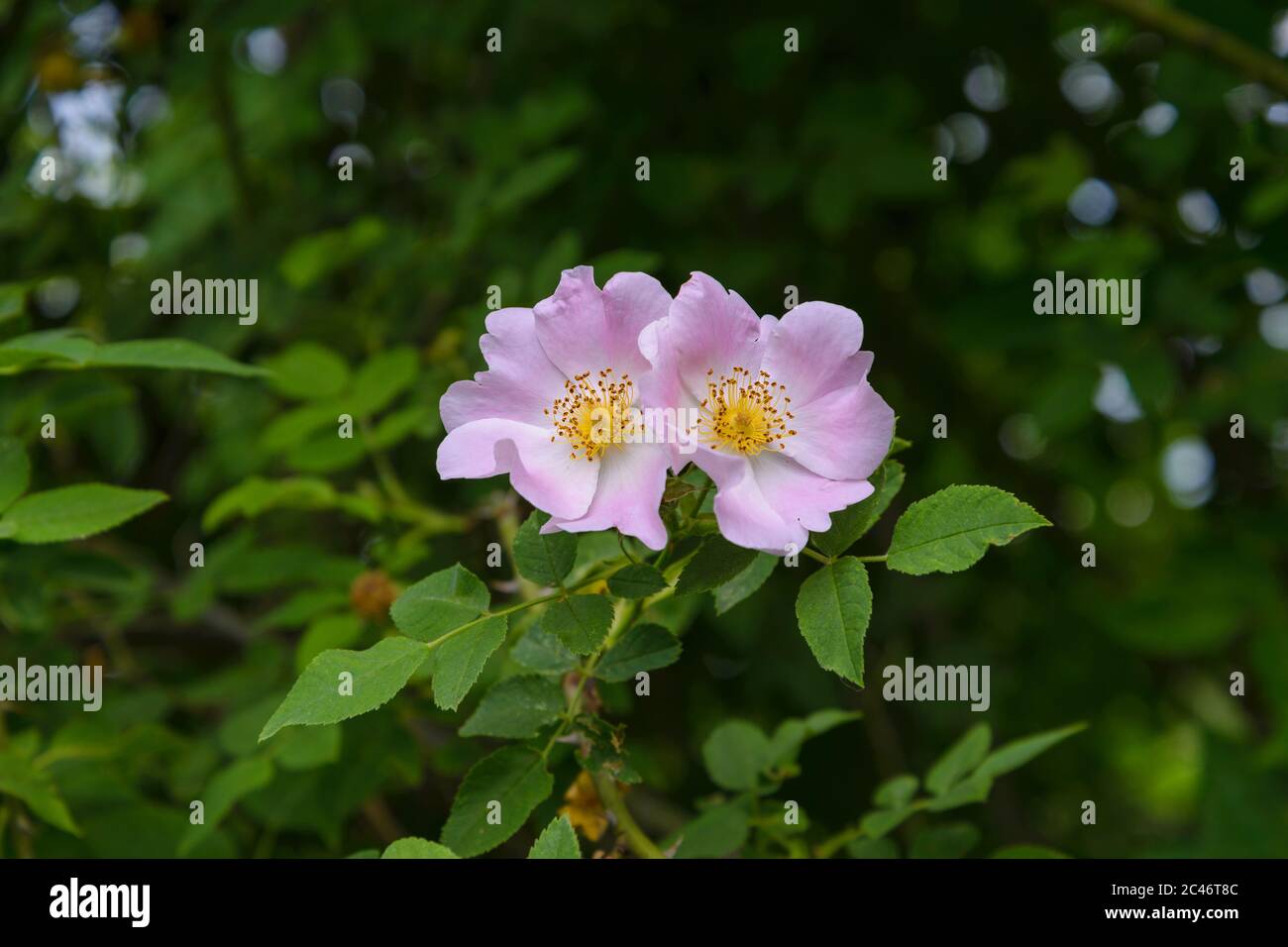Pink flowers rose hips on a bush among green leaves Stock Photo