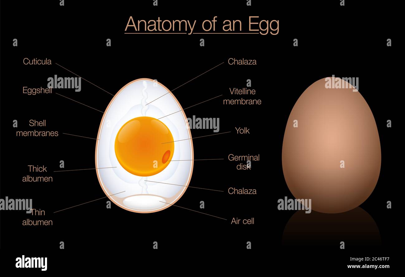 Egg anatomy cross section. Structure of a birds egg, labeled chart with names of the components - diagram illustration on black background. Stock Photo