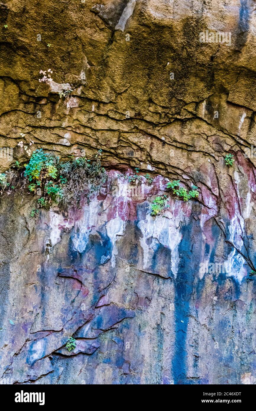 Blue color and hanging gardens on the colorful sandstone cliff walls along the Riverside Walk in Zion National Park, Utah, USA Stock Photo