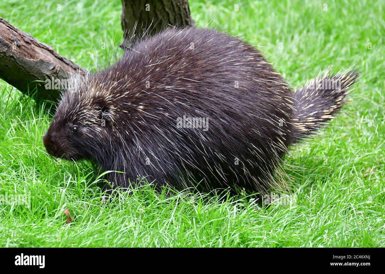 North American Porcupine Canadian Porcupine Or Common Porcupine Urson Baumstachelschwein Erethizon Dorsatum Eszak Amerikai Kuszosul Stock Photo Alamy