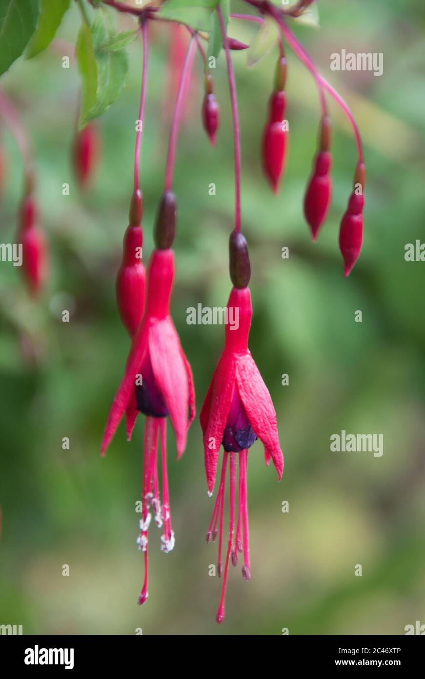 Fuchsia magellanica Stock Photo