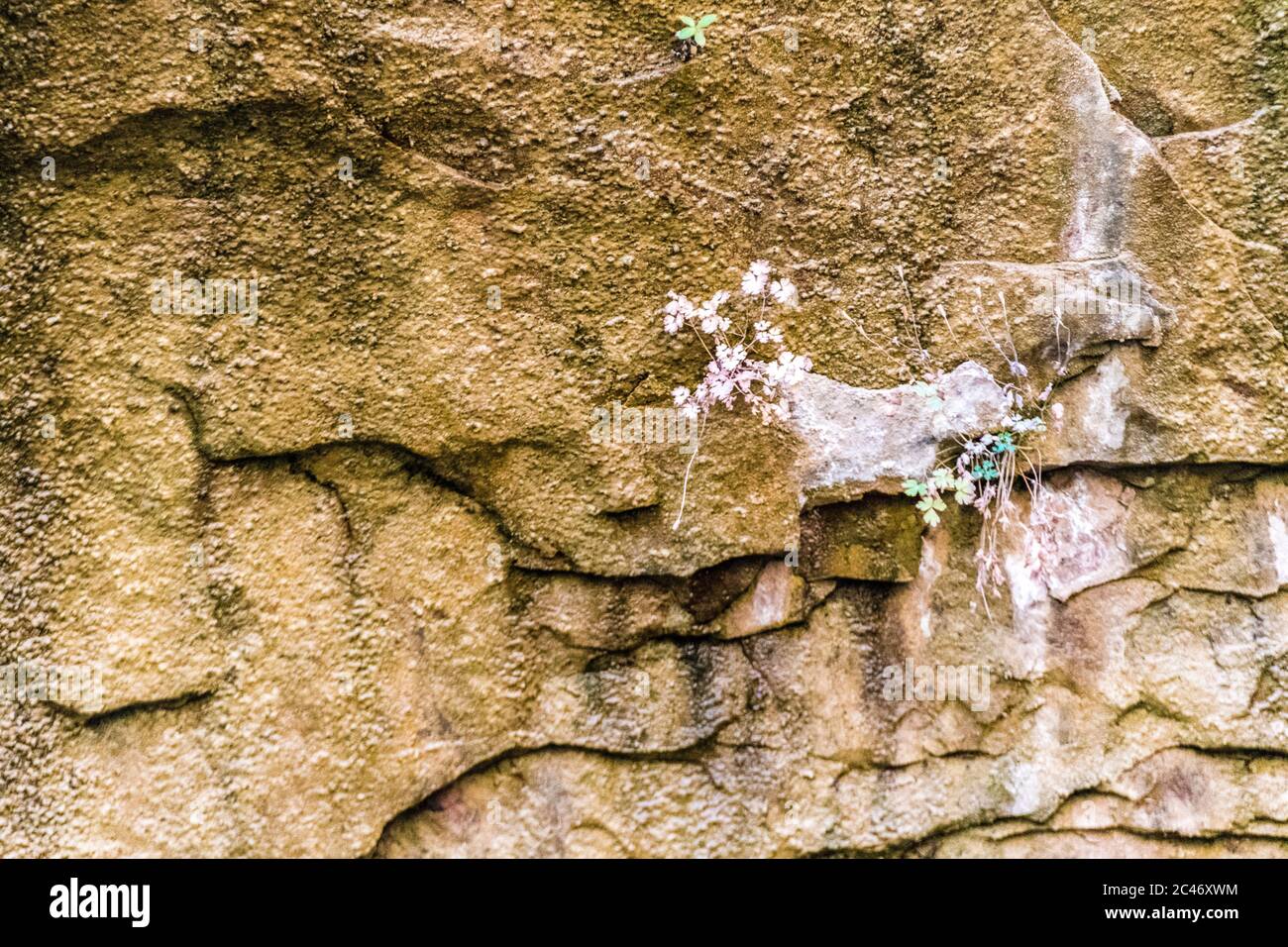 Hanging gardens on the colorful sandstone cliff walls along the