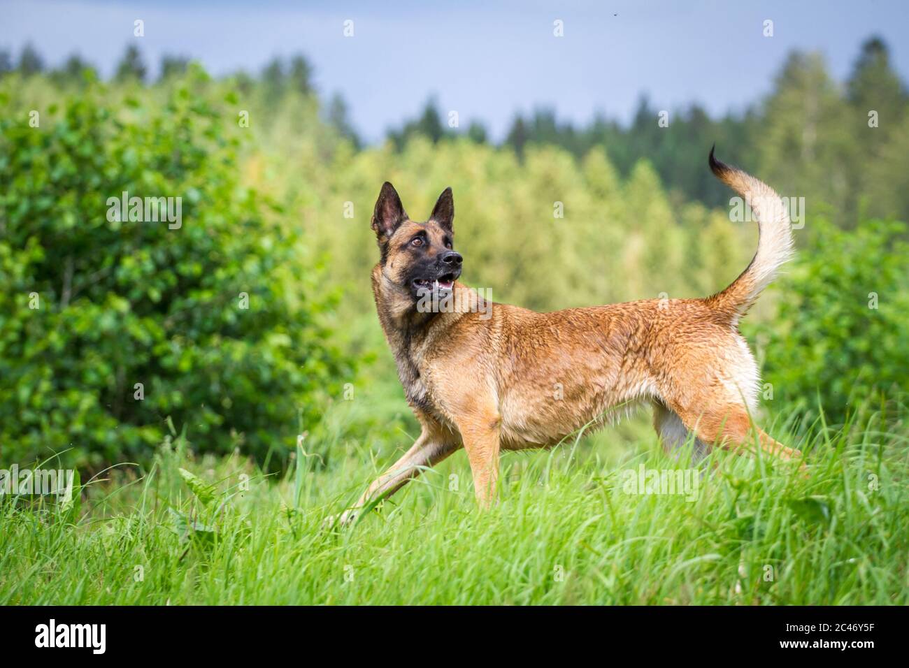Athletic Malinois (Belgian Shepherd Dog) walking and looking back to