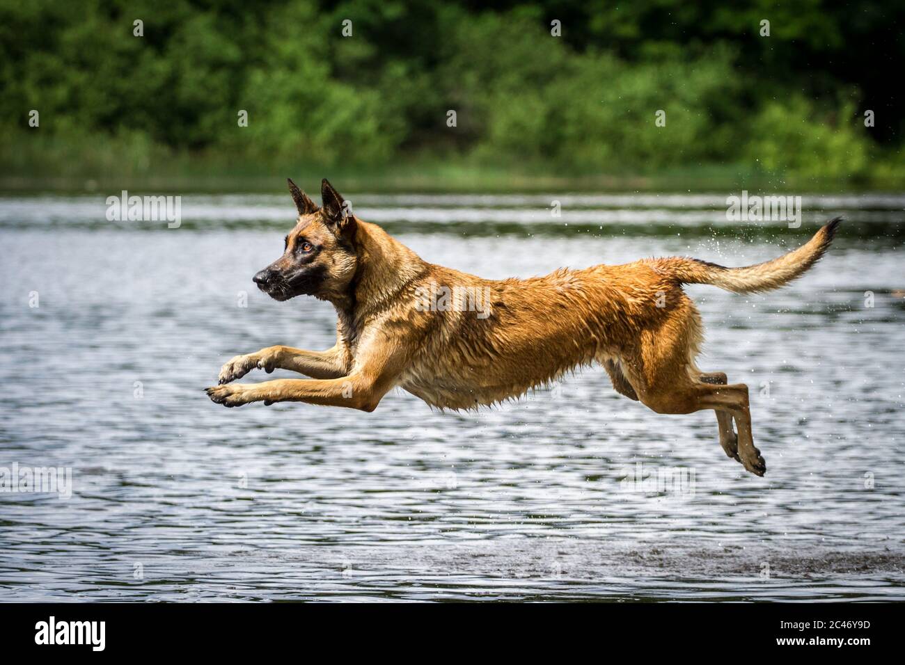 Jumping dog hires stock photography and images Alamy
