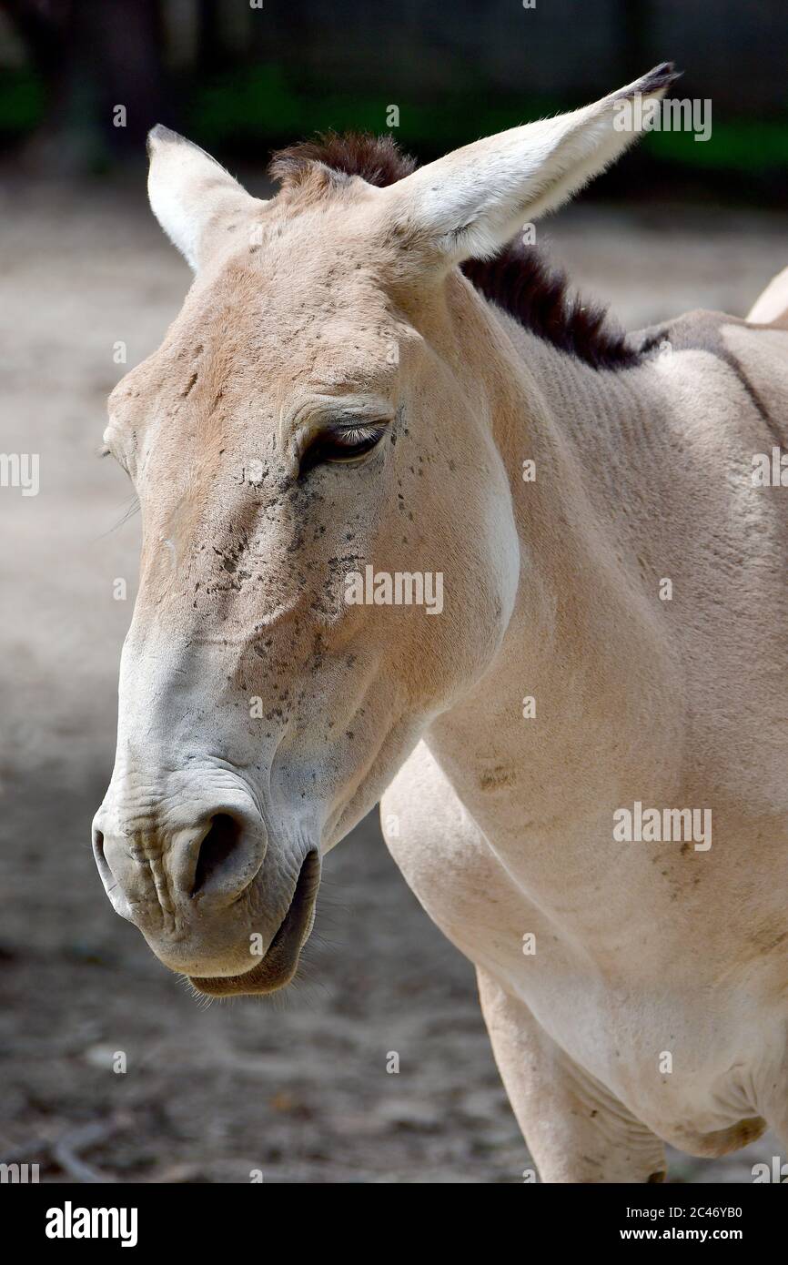 Turkmenian kulan, Transcaspian wild ass, Turkmenistani onager, Equus ...