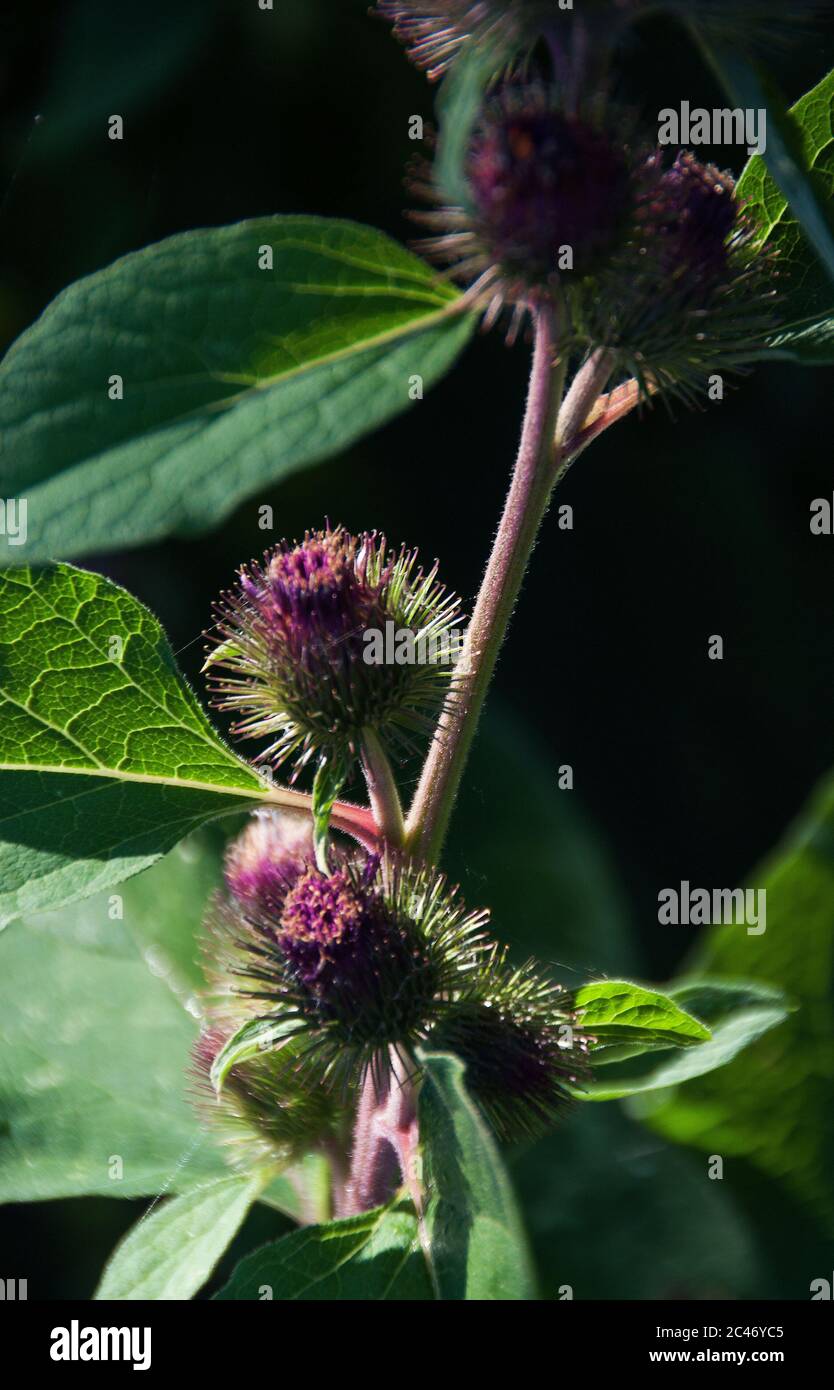 Arctium majus known as Great Burdock is a weed that is edible Stock Photo