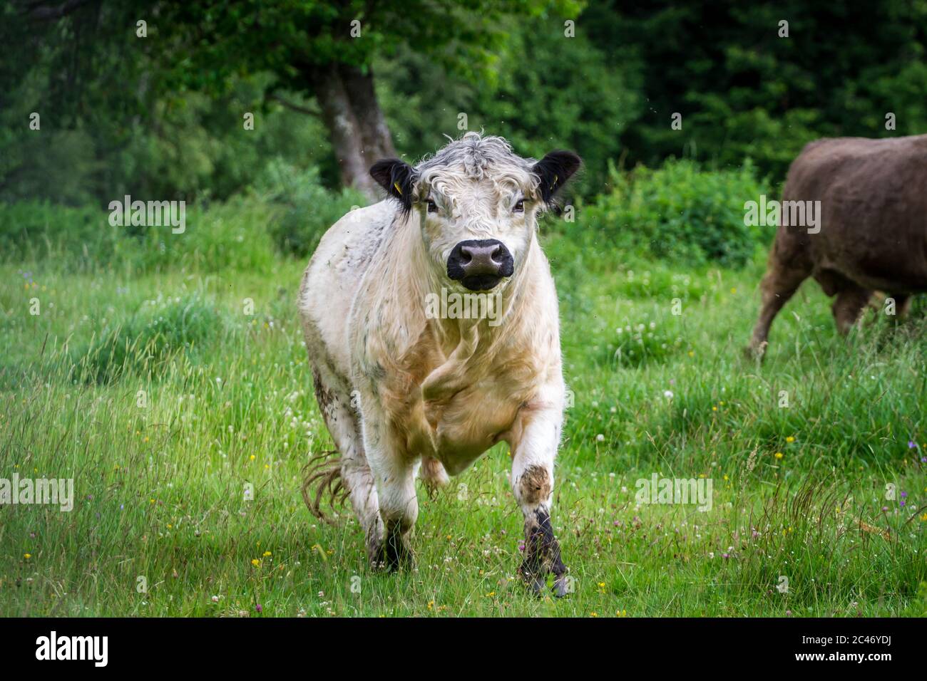 Galloway pasture hires stock photography and images Alamy