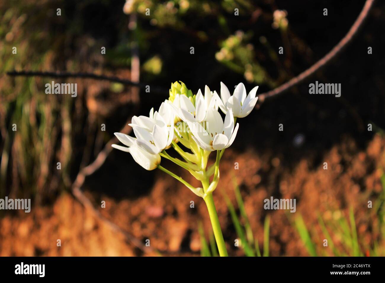 Closeup shot of a beautiful white  garden star-of-Bethlehem Stock Photo