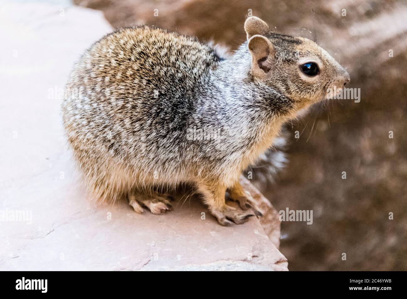 Rock Squirrel, Otospermophilus variegatus, in Zion National Park, Utah, USA Stock Photo