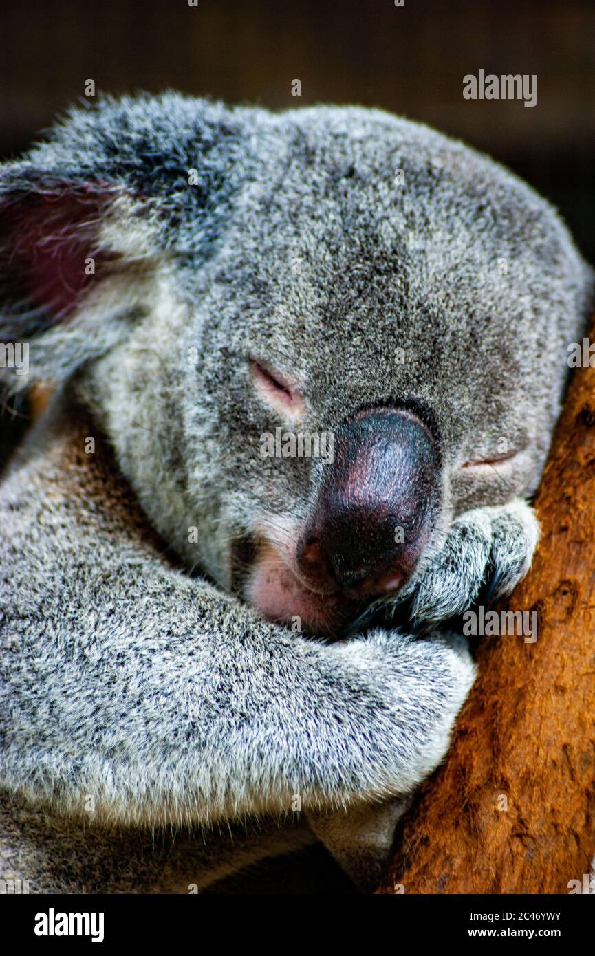 Koala napping hi-res stock photography and images - Alamy