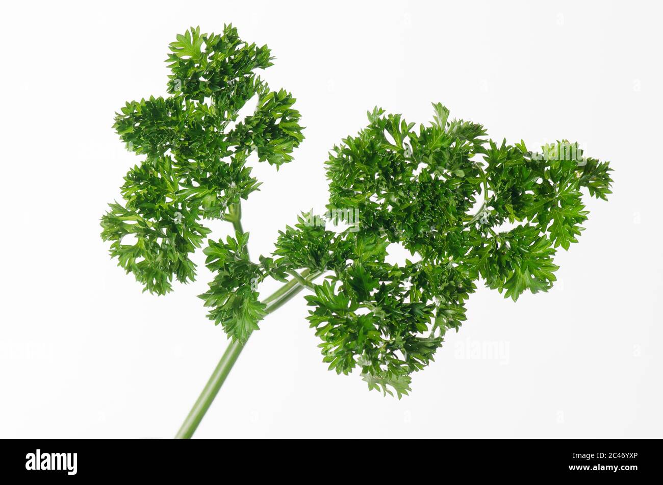 Bunch of Parsley in isolated white background Stock Photo Alamy