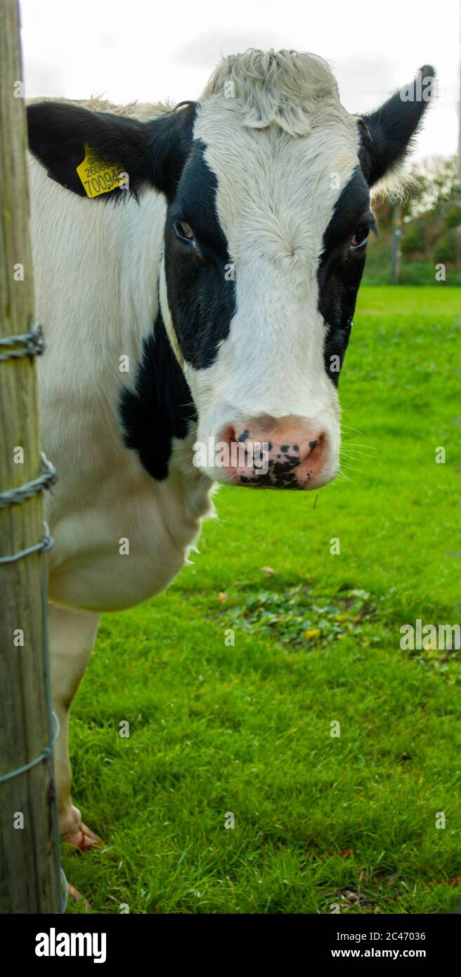 Cow Peaking Around a post Stock Photo