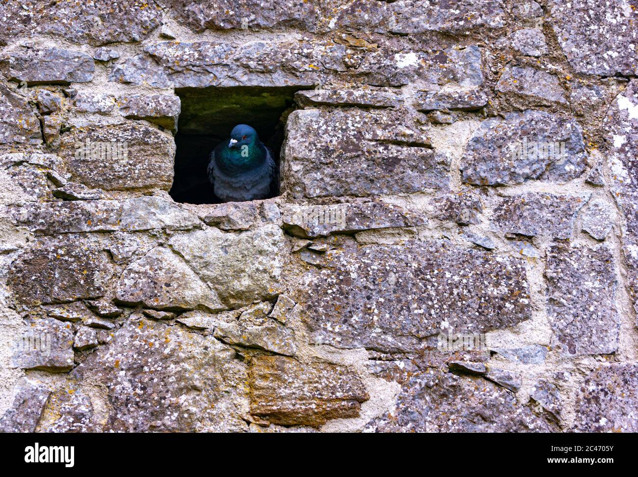 Pigeon hole hires stock photography and images Alamy