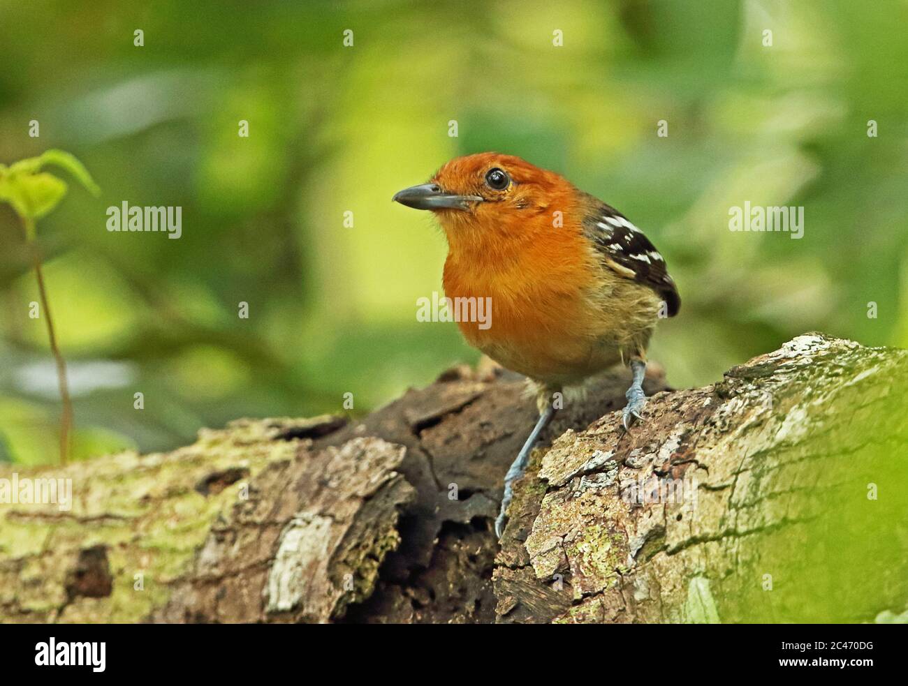 Amazonian Antshrike (Thamnophilus amazonicus cinereiceps) adult female perched on branch  Sabonita, Inirida, Colombia    November Stock Photo