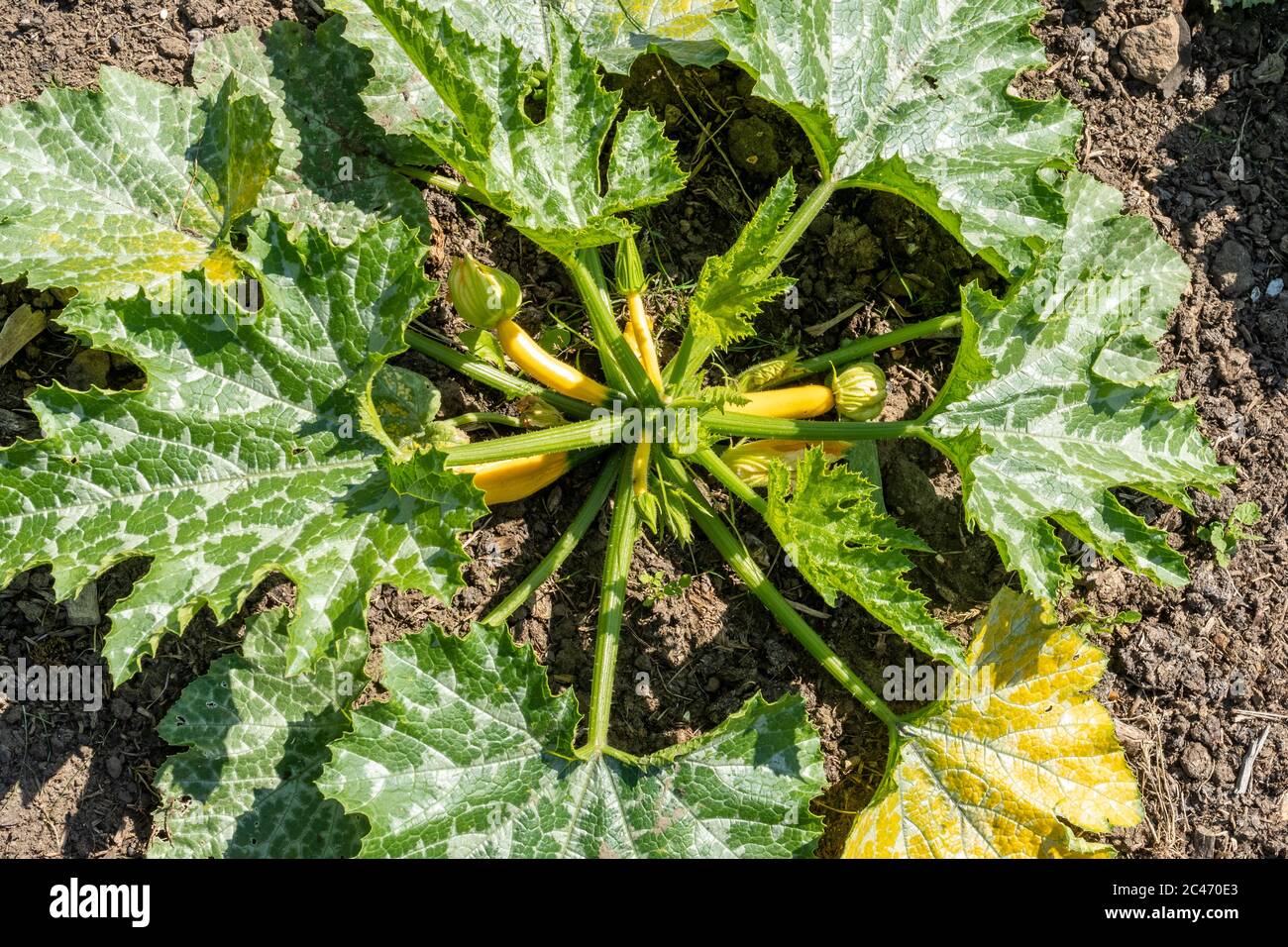 Courgette 'Golden Zucchini' plants growing in a vegetable garden during June, UK Stock Photo