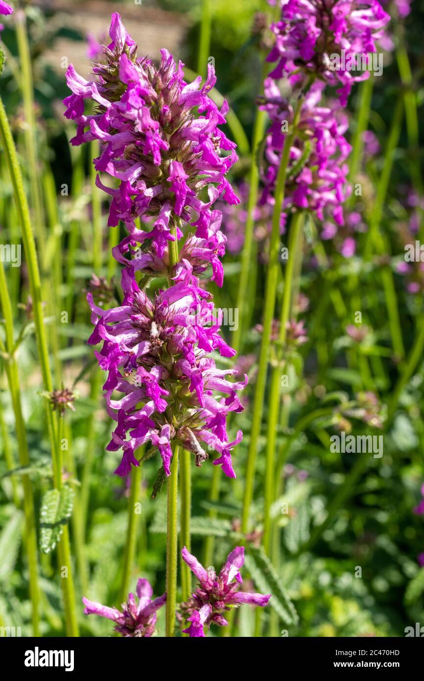 Purple betony flowers (Stachys officinalis) flowering during June, UK Stock Photo