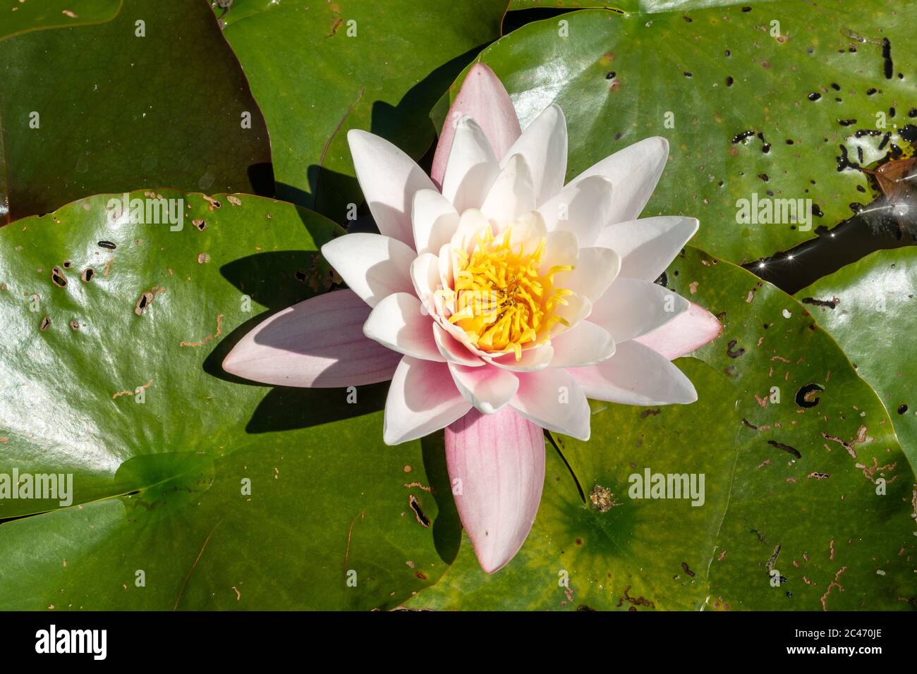 Water lily Nymphaeaceae in bloom, close-up of a water lily flower in June, UK Stock Photo