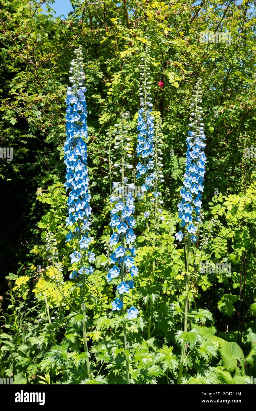 Blue delphiniums, tall perennial flowers in an English garden, UK Stock Photo