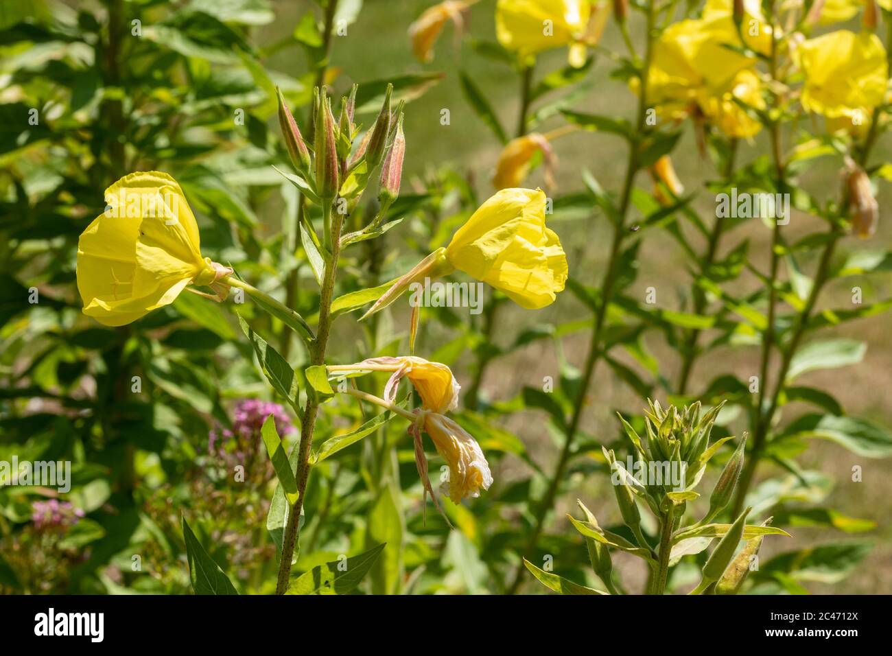 Evening primrose plant with yellow flowers (Oenothera biennis), UK Stock Photo