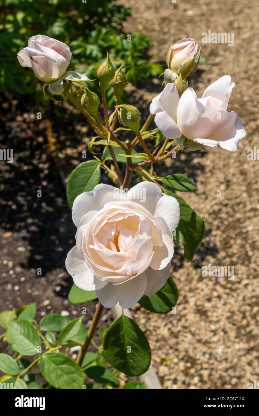 Rosa 'Desdemona', a beautiful old rose with pale pink blooms flowering in an English garden during June, UK Stock Photo
