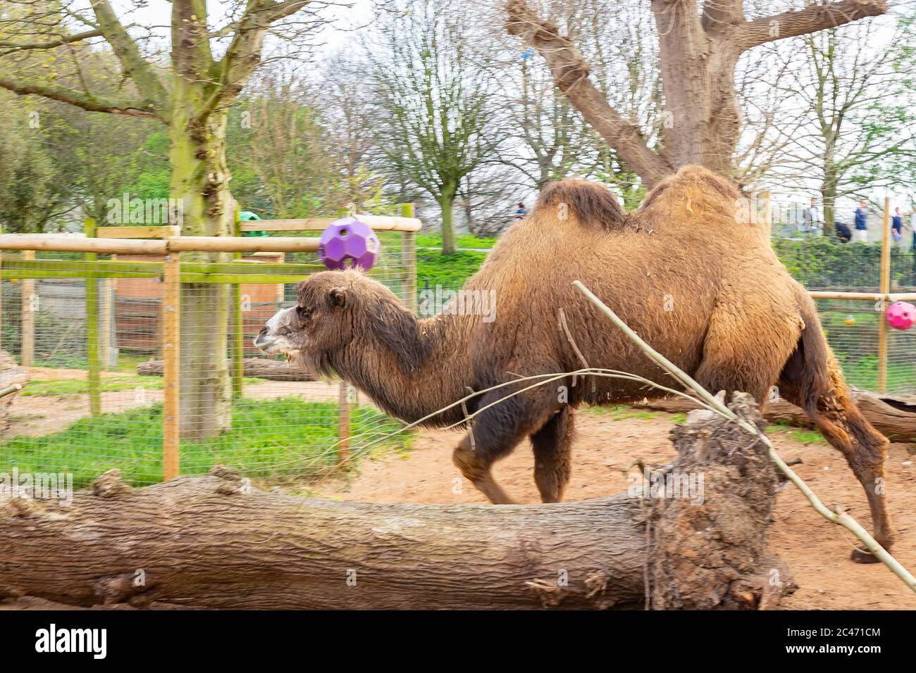 Bactrian camel at the zoo during daytime Stock Photo - Alamy