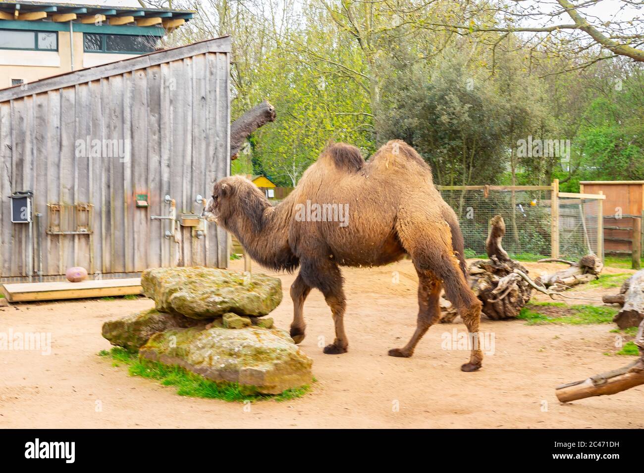 Bactrian camel at the zoo during daytime Stock Photo - Alamy