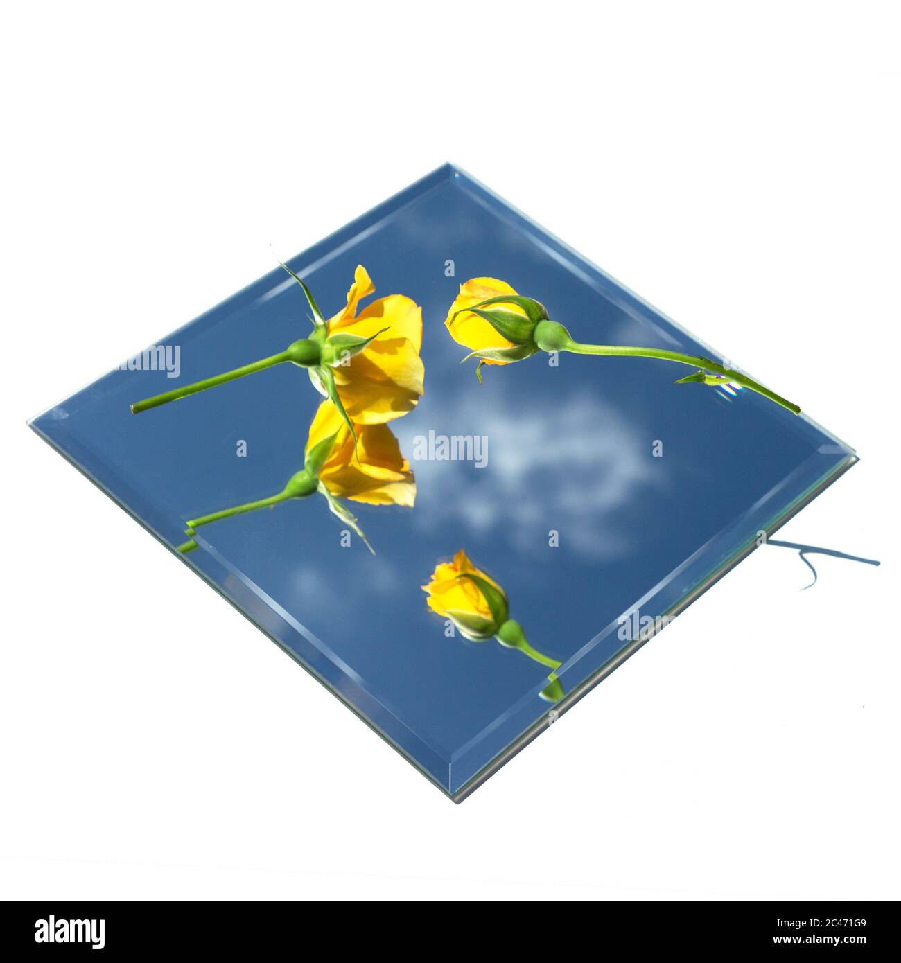 Two yellow roses levitate over a square mirror. The mirror reflects the ...
