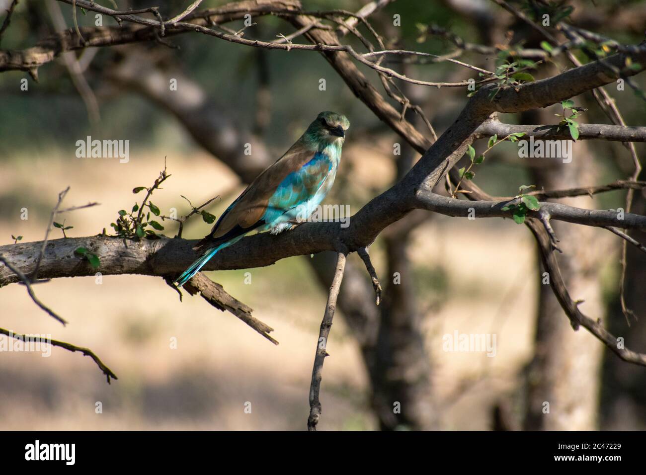indian roller hiding in a bush at ranthambore national park Stock Photo