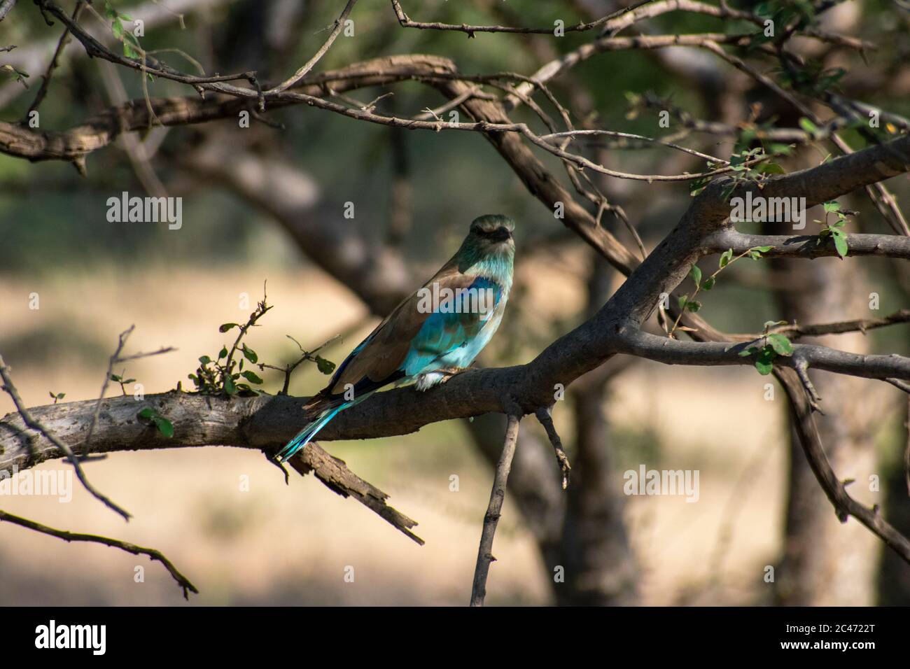 indian roller hiding in a bush at ranthambore national park Stock Photo