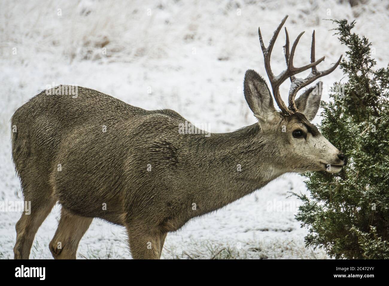 Deer from places around Montana Stock Photo Alamy
