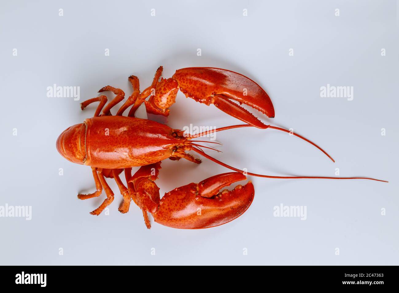 Cooked large lobster isolated on a white background. Stock Photo