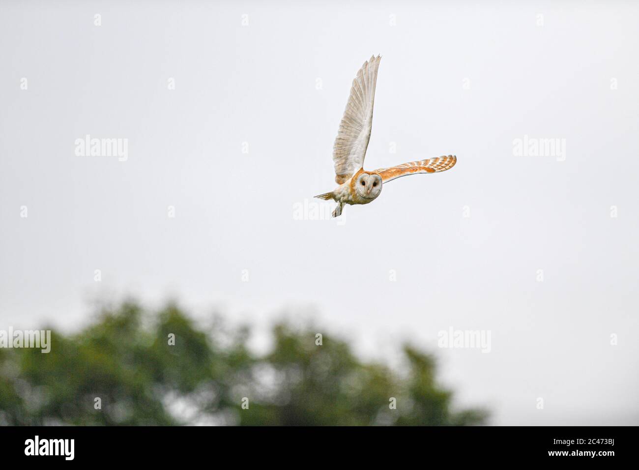 Barn Owl Hunting Stock Photo