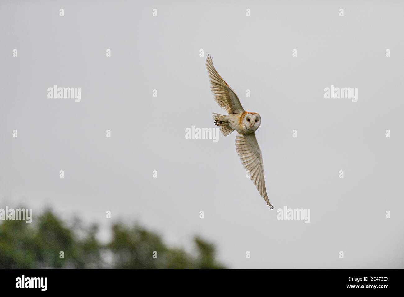 Barn Owl Hunting Stock Photo