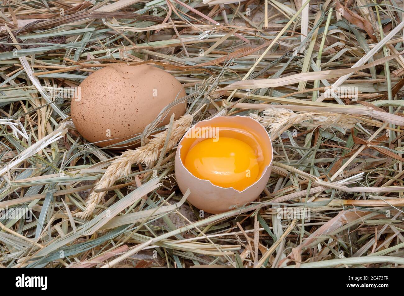 Organic Chicken Eggs. Broken egg. Bright yellow yolk. Stock Photo