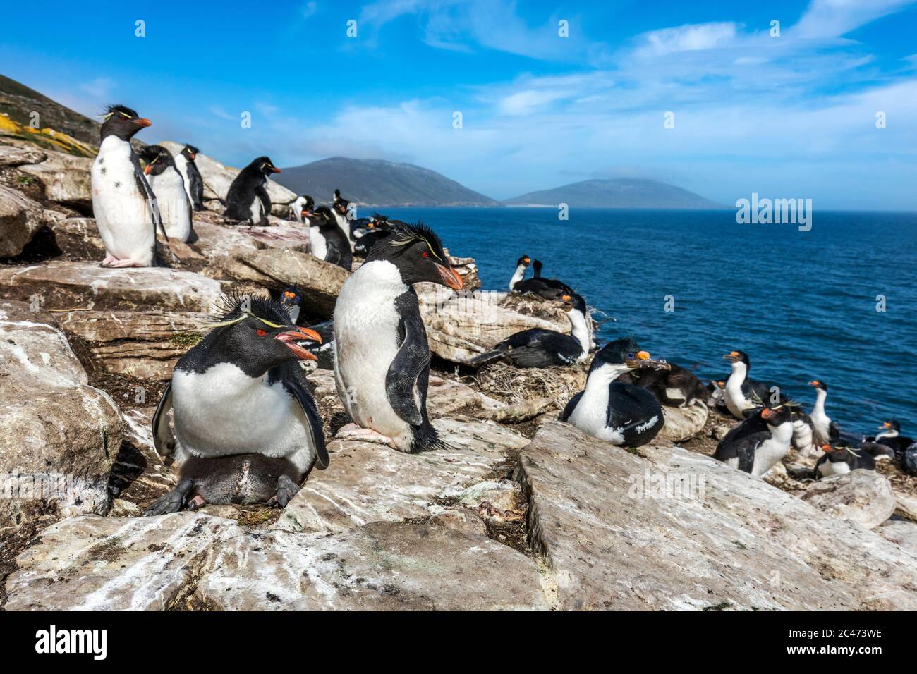 Southern Rockhopper Penguins; Eudyptes chrysocome; and Imperial Cormorants; Teh Rookery; Saunders Island; Falklands Stock Photo