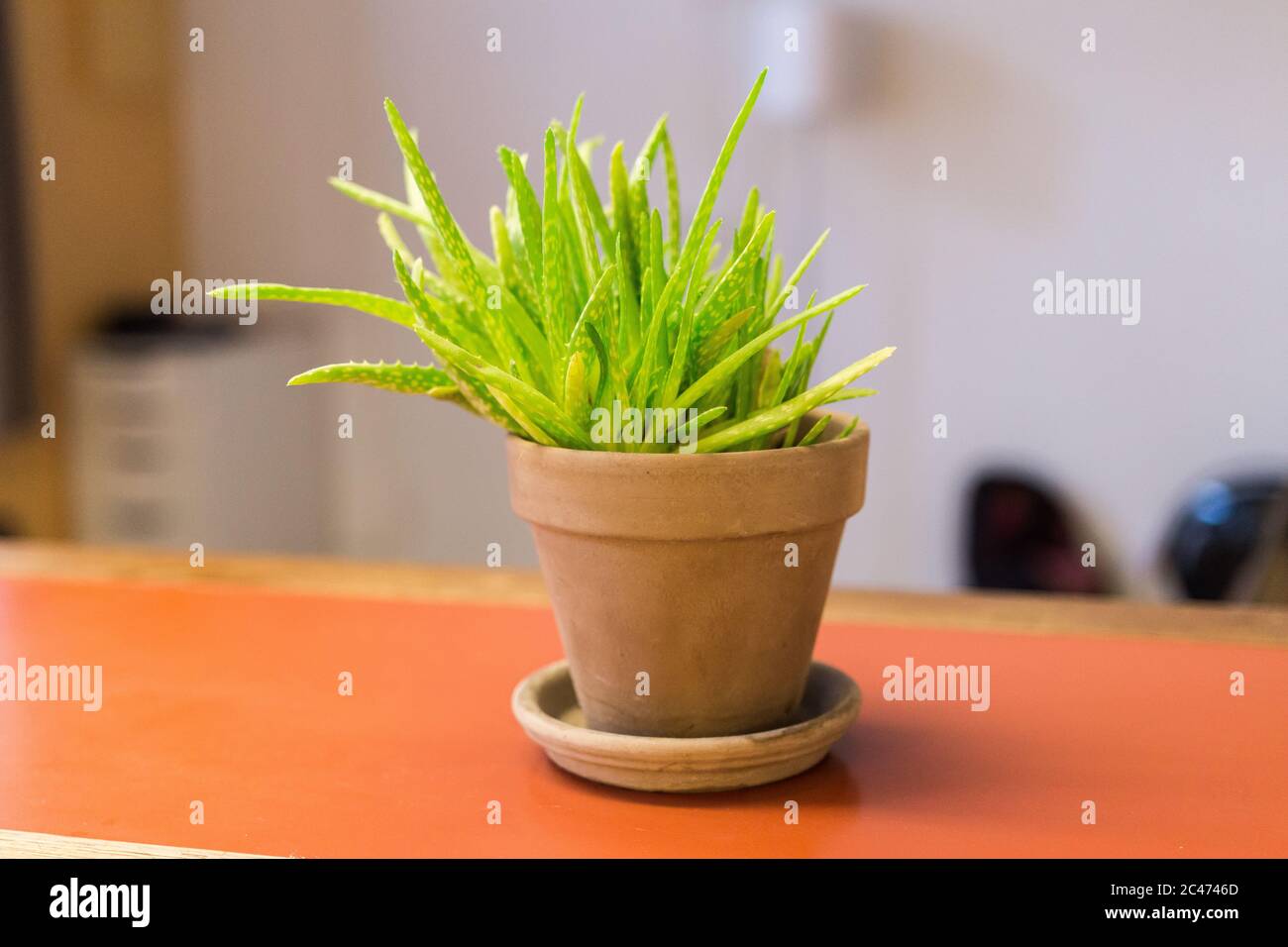 Aloe Vera plant in a terra cotta pot on a orange kitchen counter. Can be  used as a medicine & pharmaceutical purposes. Growing naturally. Succulent  Stock Photo - Alamy