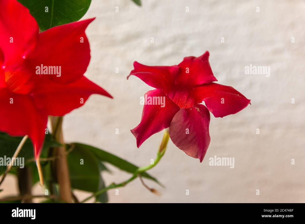 Closeup shot of a beautiful red Mandevilla flower on a blurred background Stock Photo