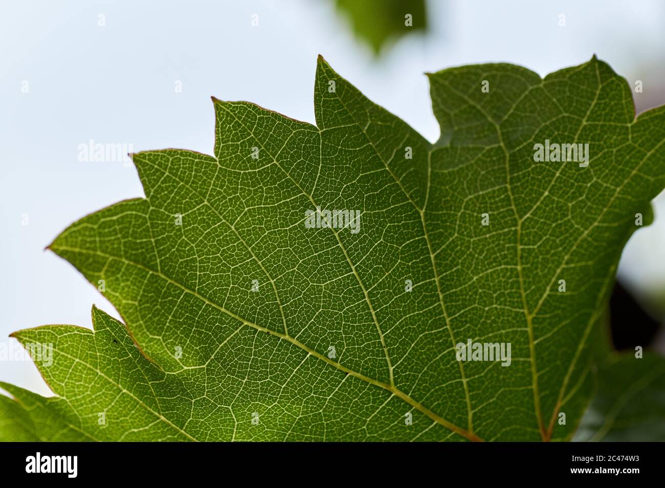 green leaves of the grape in nature background Stock Photo - Alamy