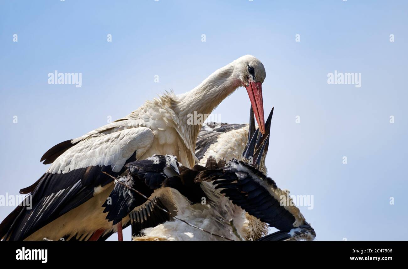 White stork (Ciconia ciconia) feeding its greedy young Stock Photo