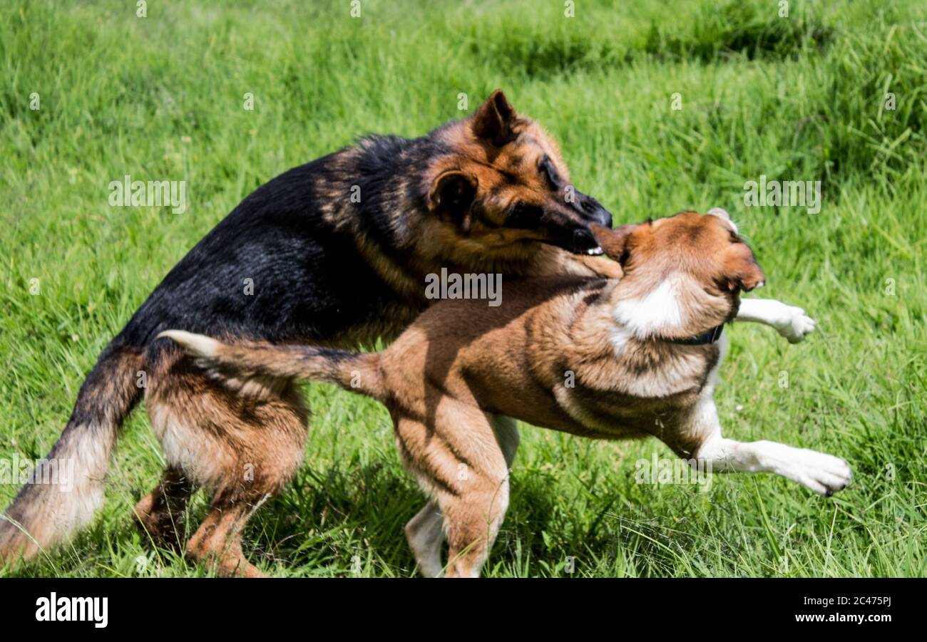 Two dogs fun playing catch hi-res stock photography and images - Alamy
