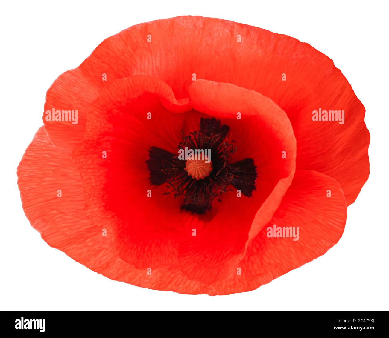 red poppy flower isolated on white background Stock Photo - Alamy