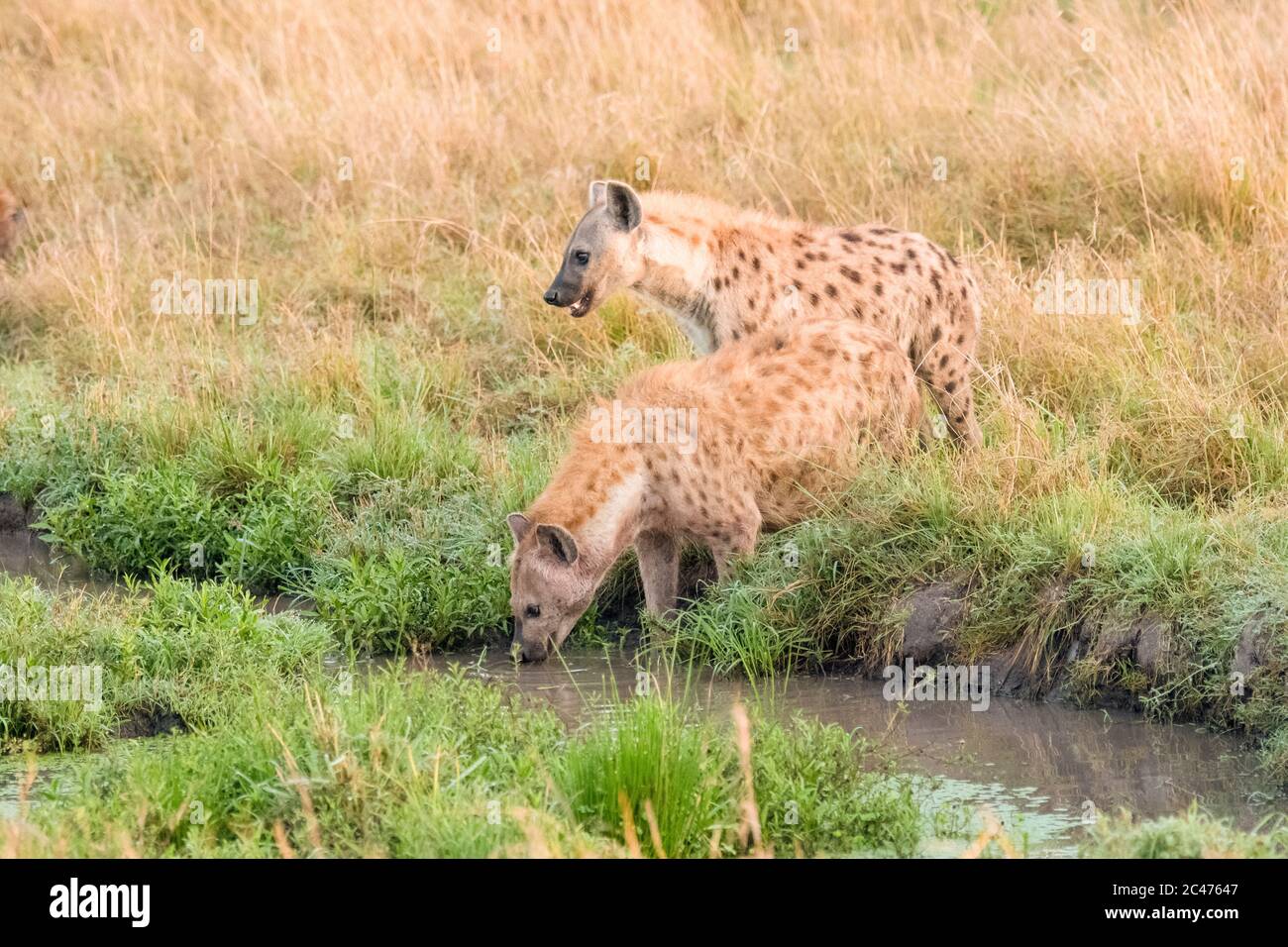 spotted hyena, or laughing hyena, Crocuta crocuta, Maasai Mara National Reserve, Mara River, Maasai Mara, or Masai Mara, Narok County, Kenya, Africa Stock Photo