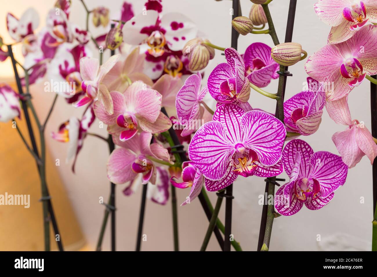 Orchid Apulia Stock Photo