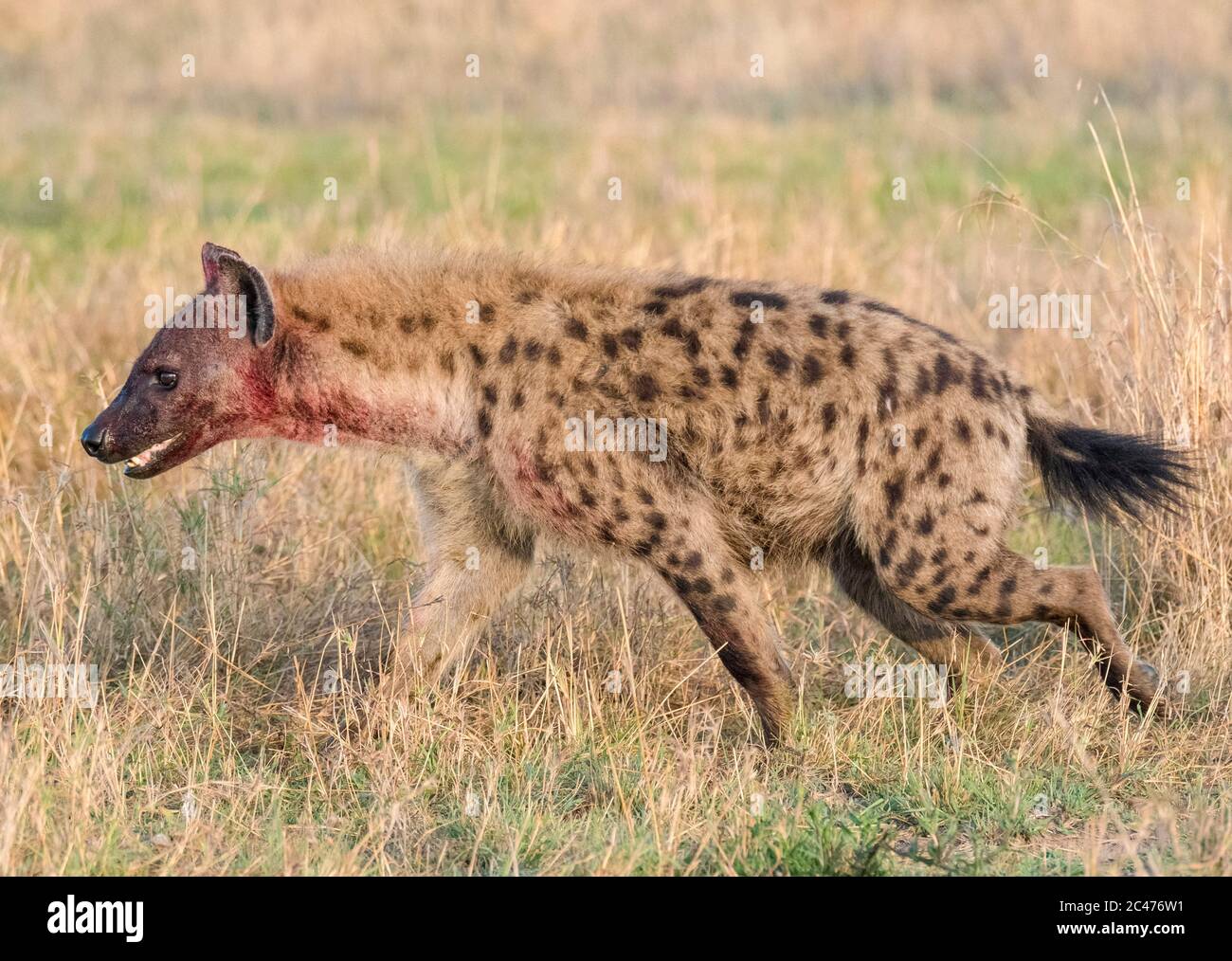 spotted hyena, or laughing hyena, Crocuta crocuta, with blood after meal, Maasai Mara National Reserve, Mara River, Maasai Mara, or Masai Mara, Narok Stock Photo