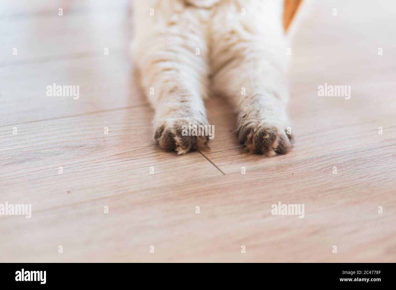 Cute fluffy domestic cat sitting on the floor Stock Photo - Alamy