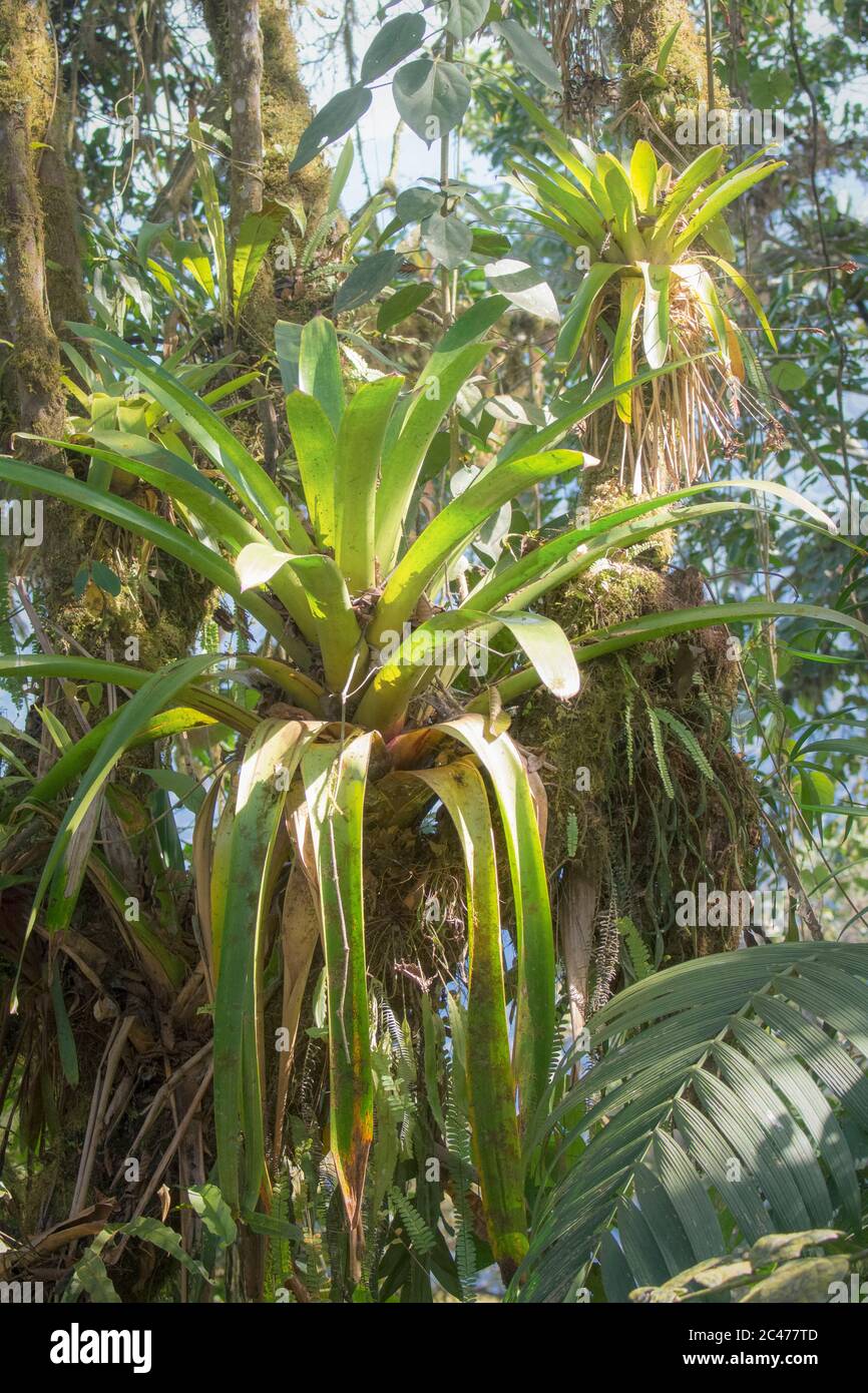 humid montane forest landscape with bromeliads and epiphytes, Mindo, Ecuador Stock Photo