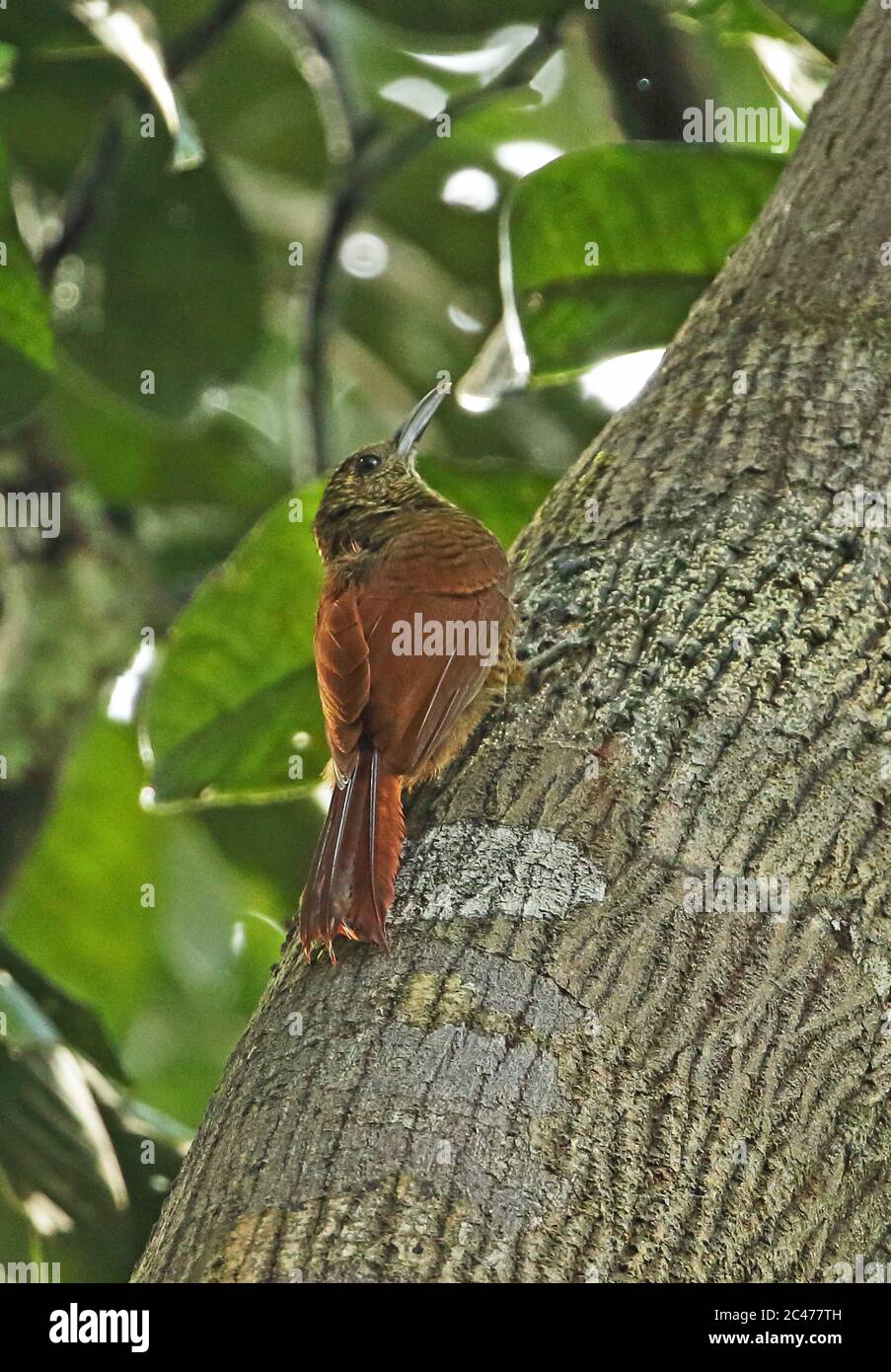 Amazonian Barred Woodcreeper (Dendrocolaptes certhia certhia) adult clinging to tree trunk  Cano Carbon, Inirida, Columbia     November Stock Photo