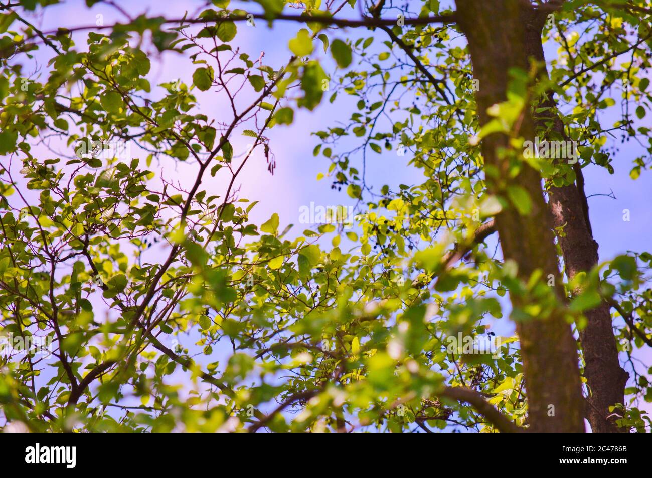 Low angle shot of tree branches with green leaves on a blue sky ...