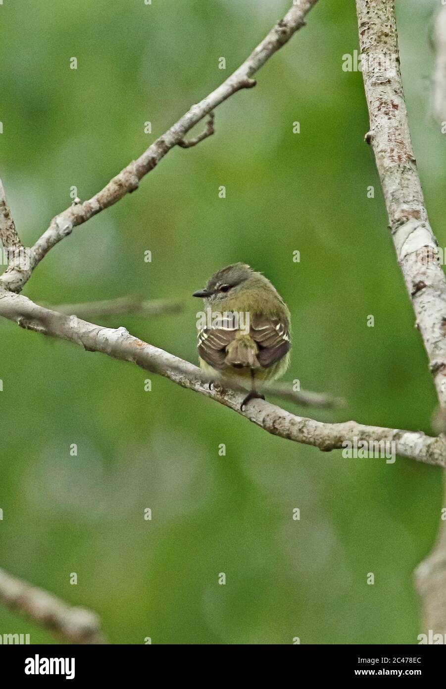 Amazonian Tyrannulet (Inezia subflava obscura) adult perched on branch  Sabonita, Inirida, Colombia    November Stock Photo