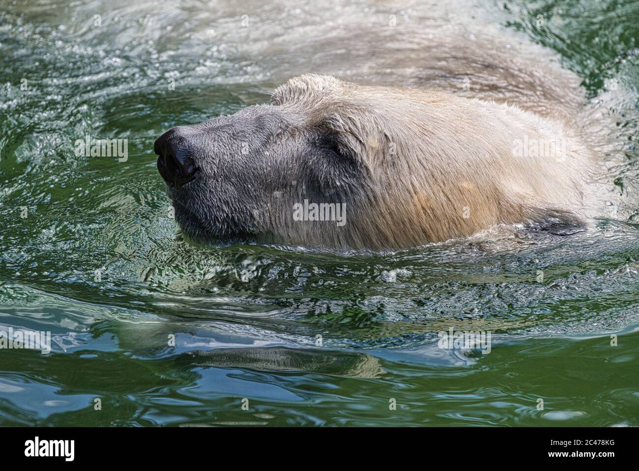 Baer, Bär, Eisbaer, Eisbär, Polarbaer, Ursus maritimus, Polar bear, hypercarnivorous bear, artic, winter, ice, eis, Stock Photo